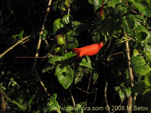 Bild von Mitraria coccinea (Botellita / Vochi-vochi). Klicken Sie, um den Ausschnitt zu vergrössern.